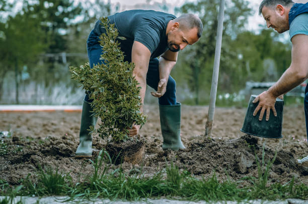 Mulching Services in Lake Delta, NY